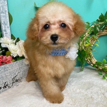 トイプードル(トイ)【香川県・男の子・2024年4月23日・アプリ】の写真「可愛いトイプーくん🐾動画Check🎥」