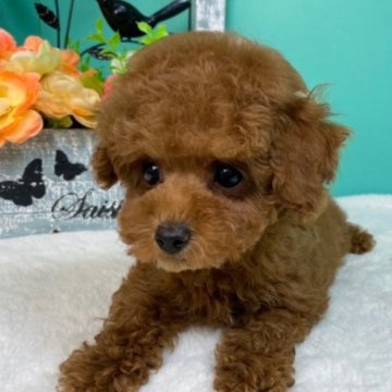 トイプードル(トイ)【香川県・女の子・2023年2月6日・レッド】の写真「よちよちおんなのこ♀」