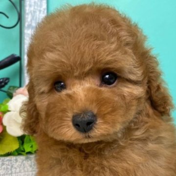 トイプードル(トイ)【香川県・女の子・2023年3月12日・レッド】の写真「ふわふわおんなのこ◎」