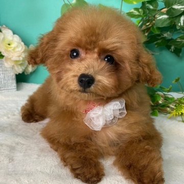 トイプードル(トイ)【香川県・女の子・2024年4月18日・レッド】の写真「甘えん坊の女の子◎動画check☑︎」