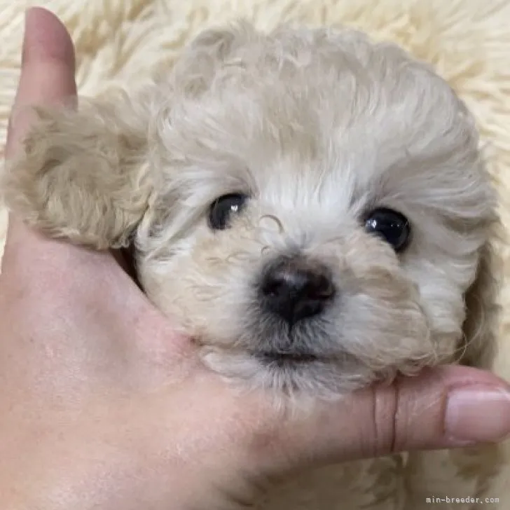ID:2302-01687の子犬