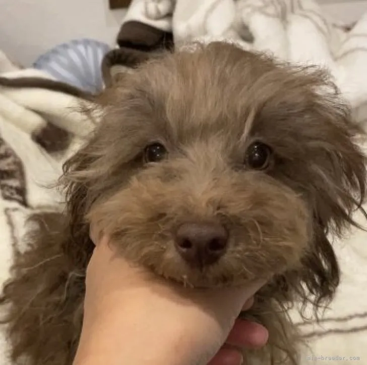 ID：2309-01234の子犬