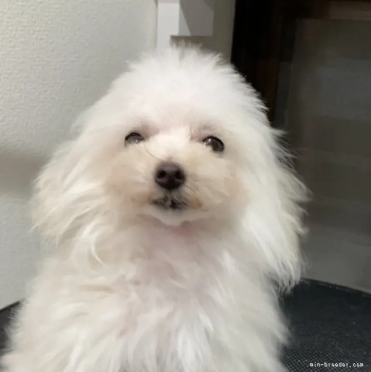 ID：2303-04174の子犬