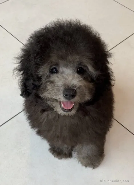 ID：2109-00742の子犬