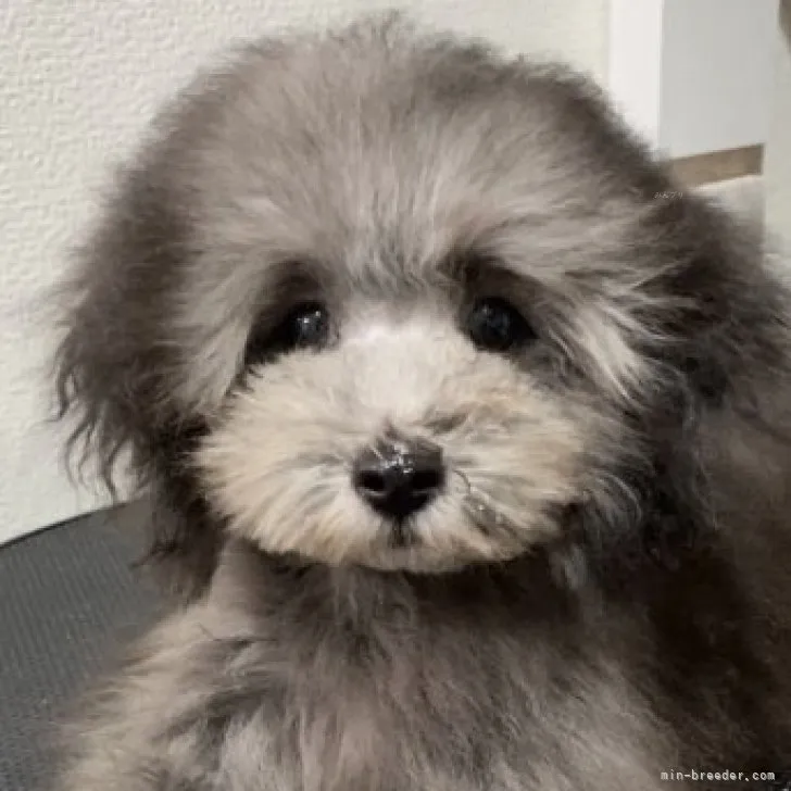 ID:2309-01253の子犬