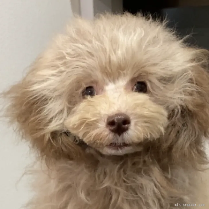 ID：2302-01976の子犬