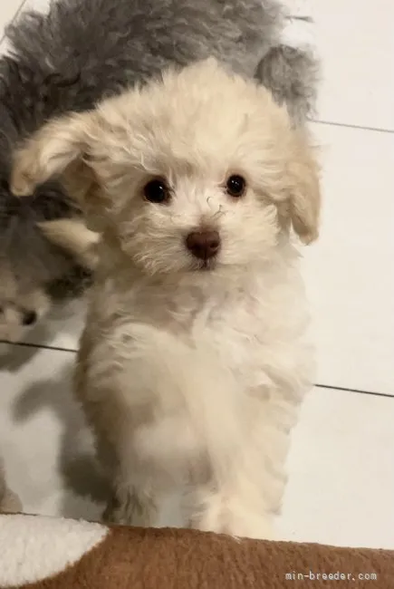 ID：2205-00040の子犬