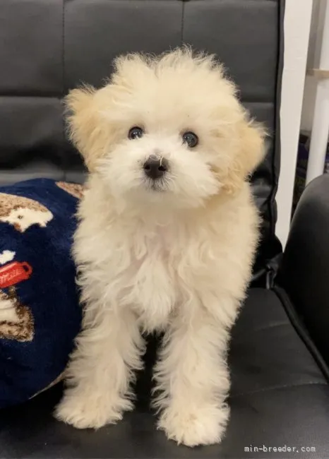 ID：2205-00039の子犬