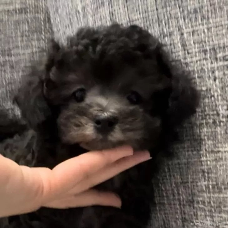 ID：2407-03344の子犬