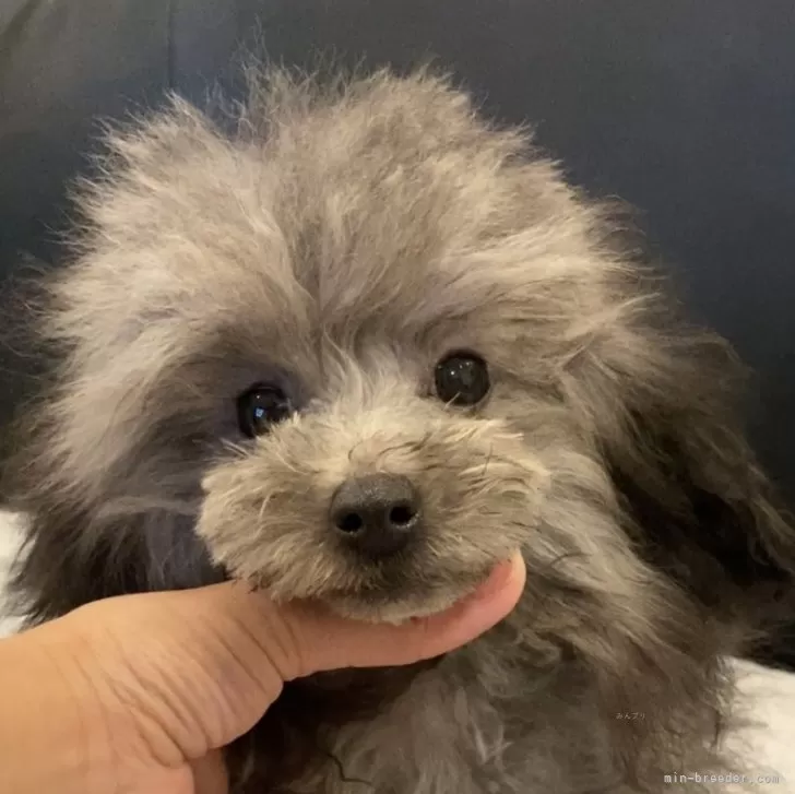ID:2312-00906の子犬