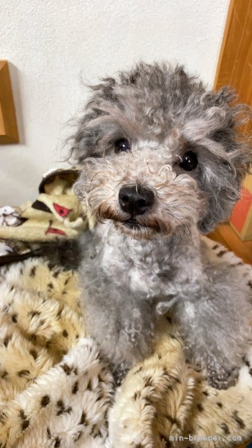 トイプードル【・女の子・2019年4月4日・シルバー】