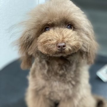 トイプードル(ティーカップ)【奈良県・女の子・2022年9月25日・シルバーベージュ(濃いめ)】の写真「希少☆シルバーベージュ 小さめおんなのこ」