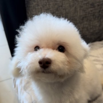 トイプードル(タイニー)【奈良県・女の子・2023年9月2日・ホワイト】の写真「妖精さんみたいな優しいおんなのこ」