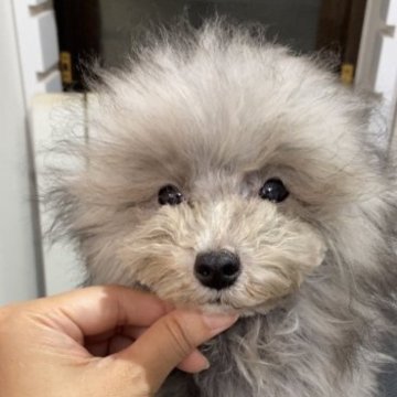 トイプードル(タイニー)【奈良県・男の子・2022年12月18日・シルバー】の写真「プラチナシルバー予想☆可愛いおとこのこ」