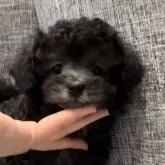 タイニープードル【奈良県・女の子・2024年5月24日・シルバー(プラチナ予想)】の写真1