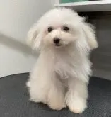 ティーカッププードル【奈良県・女の子・2022年9月25日・1キロ☆白い小さなお姫様☆】の写真5
