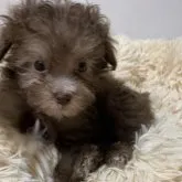 タイニープードル【奈良県・女の子・2022年12月18日・シルバーベージュ☆】の写真5