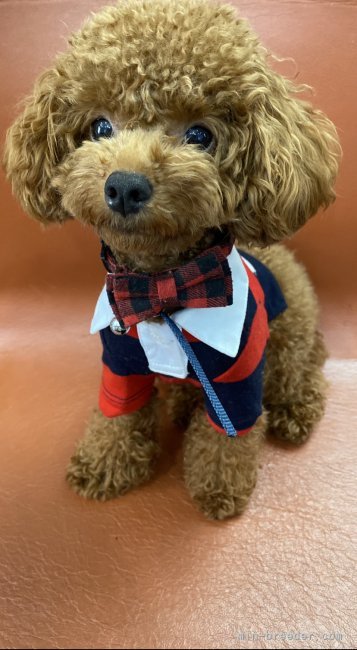 パパ犬　チャンプくん　2.0kg小タイニーのレッドくん｜藤田　雅幸(ふじた　まさゆき)ブリーダー(石川県・トイプードルなど・JKC登録)の紹介写真2
