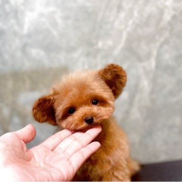 トイプードル(ティーカップ)【石川県・男の子・2025年7月2日・レッド アプリ】の写真「超マイクロティーカップ予想、1番小さなベイビー」