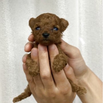 ティーカッププードル【石川県・女の子・2025年9月13日・レッド】の写真「小さな小さなマイクロティーカッププードル女の子です」