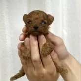 ティーカッププードル