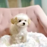 ティーカッププードル