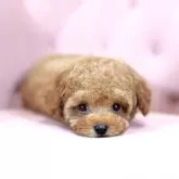 ティーカッププードル【石川県・女の子・2025年8月20日・レッド アプリコット】の写真3「マイクロティーカップ」