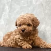 ティーカッププードル【石川県・女の子・2025年8月20日・レッド アプリコット】の写真6