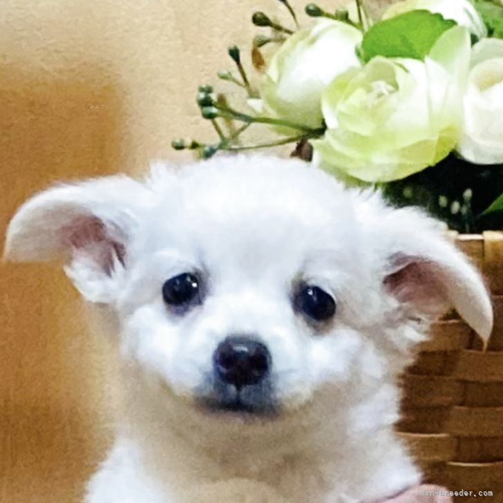 ブリーダー画像