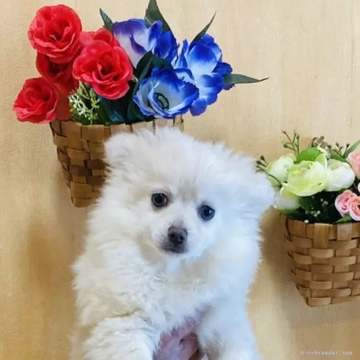 どいちゃん 様のお迎えした子犬