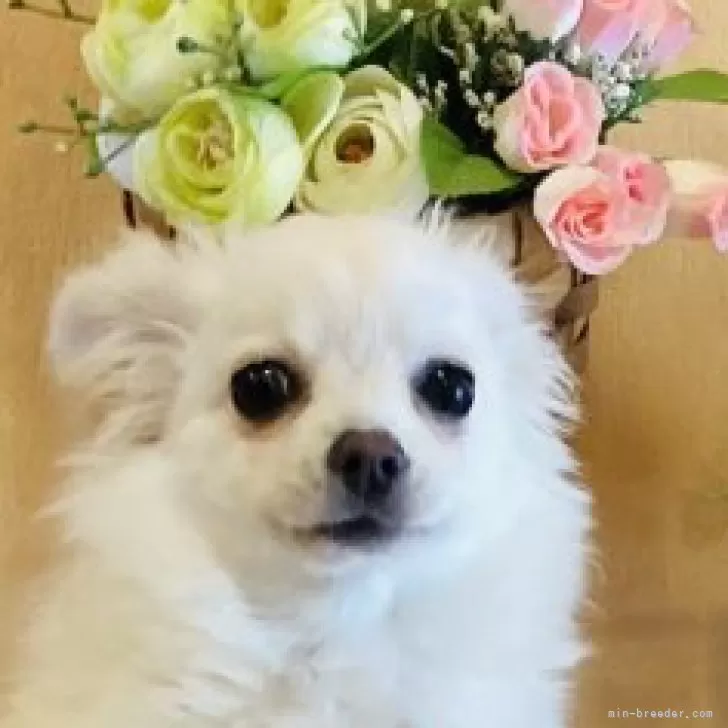 ID：2408-08195の子犬