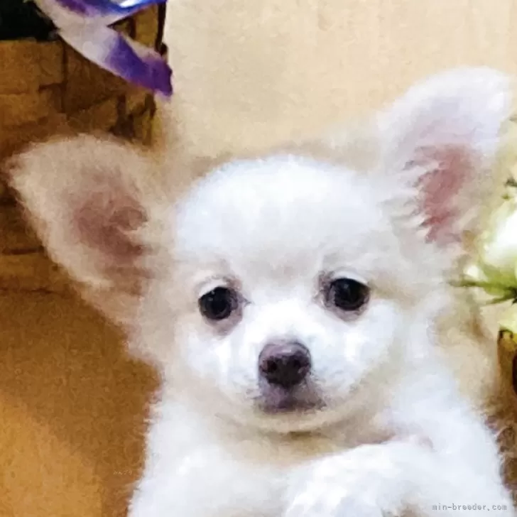 まゆ 様のお迎えした子犬