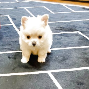 チワワ(ロング)【長崎県・男の子・2025年3月11日・ホワイト】の写真「可愛い男の子💕健康診断良⭕️」