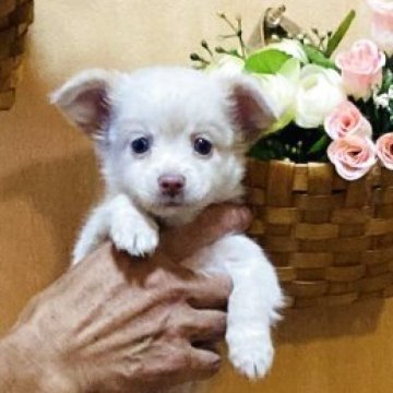 チワワ(ロング)【長崎県・男の子・2025年7月18日・ホワイトクリームライト】の写真「可愛い男の子💕」