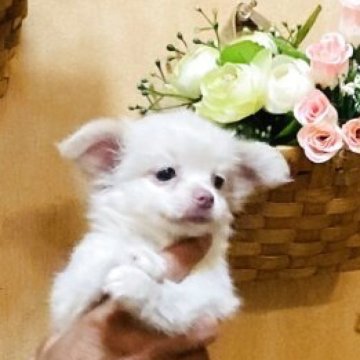 チワワ(ロング)【長崎県・女の子・2025年7月11日・ホワイト1】の写真「ほんわかしているお顔とっても可愛いらしい女の子💕」