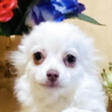 チワワ(ロング)【長崎県・男の子・2025年7月18日・ホワイト6】の写真「可愛いです🐶健康面問題なく健康診断良⭕️」