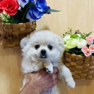 チワワ(ロング)【長崎県・男の子・2025年3月11日・ホワイトフォーン】の写真「ちょっとタレ目で、お茶目な子犬🐶健康診断良⭕️⭕」