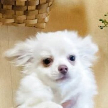 チワワ(ロング)【長崎県・女の子・2025年7月11日・ホワイト1】の写真「可愛らしい女の子💕健康で元気🐶健康診断良⭕️⭕」