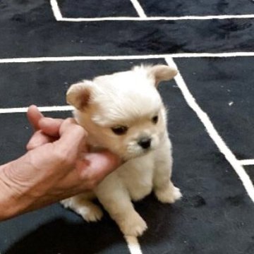 チワワ(ロング)【長崎県・男の子・2025年10月23日・クリーム】の写真「可愛いお顔の男の子💕🐶」