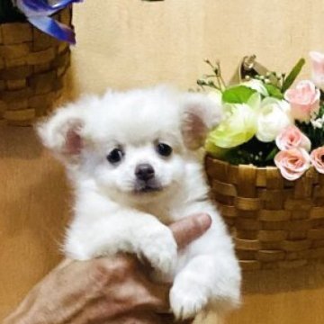 チワワ(ロング)【長崎県・男の子・2025年7月11日・ホワイト3】の写真「可愛い元気な男の子です💕健康診断良⭕️」