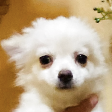 チワワ(ロング)【長崎県・男の子・2025年7月11日・ホワイト2】の写真「イケメンな男の子です💕健康で元気❗健康診断良」