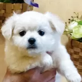 チワワ(ロング)