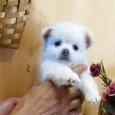 チワワ(ロング)