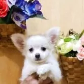 チワワ(ロング)