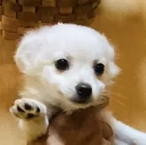 チワワ(ロング)