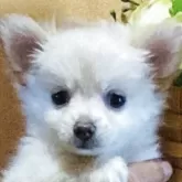 チワワ(ロング)