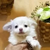 チワワ(ロング)