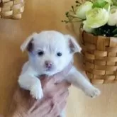チワワ(ロング)
