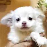 チワワ(ロング)