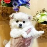 チワワ(ロング)